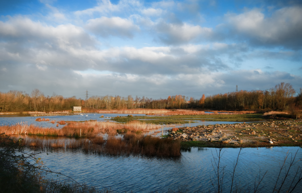 Recent Sightings 12th - 18th November